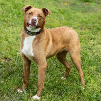 Mixed Breed Dogs Available for Adoption in Cape Girardeau, Missouri - Horton | PetCurious