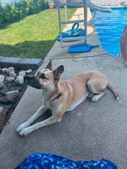 Lucy -  Mixed Breed Dog for Adoption in Winnipeg, Manitoba - Lucy | PetCurious