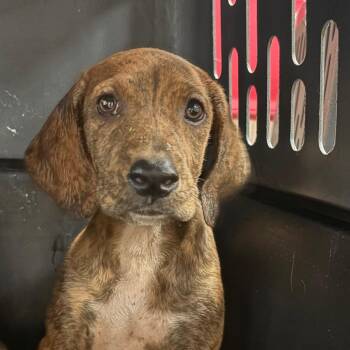 Gemini -  Hound Dog for Adoption in Birmingham, Alabama - Gemini | PetCurious