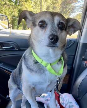 Rescue Mixed Breed Dogs for Adoption in Atlanta, Georgia - Chancey | PetCurious