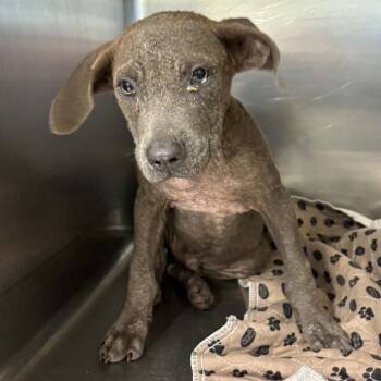 Crumbl -  Mixed Breed Dog for Adoption in Lake Jackson, Texas - Crumbl | PetCurious