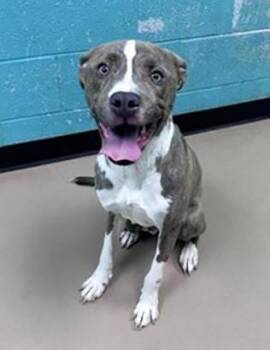 Mixed Breed Dogs Available for Adoption in Nashville, Tennessee - Caviar | PetCurious