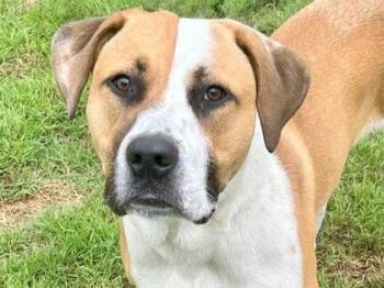 Mixed Breed Dogs Available for Adoption in Georgetown, Texas - Oakley | PetCurious