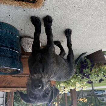Walter -  Mixed Breed Dog for Adoption in Kenosha, Wisconsin - Walter | PetCurious