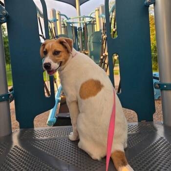 Mixed Breed Dogs Available for Adoption in Justin, Texas - Penny Lane  | PetCurious