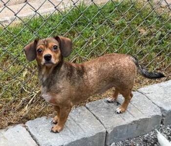 Sally Mae -  Chihuahua and Mixed Breed Dog for Adoption in Wilkesboro, North Carolina - Sally Mae | PetCurious