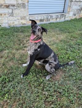 Dani Phantom -  Catahoula Leopard Dog Dog for Adoption in Schertz, Texas - Dani Phantom | PetCurious