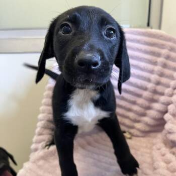 Little Bird 54565 -  Labrador Retriever and Doberman Pinscher Dog for Adoption in Las Vegas, Nevada - Little Bird 54565 | PetCurious
