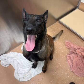 Patsy -  Belgian Shepherd Malinois Dog for Adoption in Allen, Texas - Patsy | PetCurious