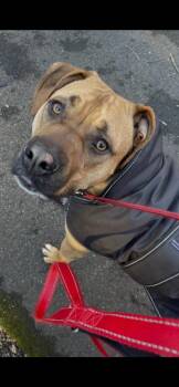 Thor -  Boxer and Pit Bull Terrier Dog for Adoption in Meriden, Connecticut - Thor | PetCurious