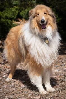 Collie Dogs Available for Adoption in Pueblo West, Colorado - Monaco | PetCurious