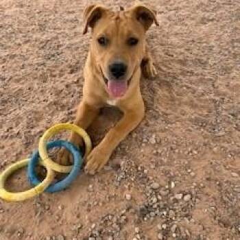 Pit Bull Terrier Dogs Available for Adoption - Derado | PetCurious