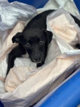 PANCHITA -  Mixed Breed Dog for Adoption in Dallas, Texas - PANCHITA | PetCurious