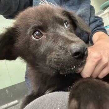 Rescue Black Labrador Retriever and Terrier Dogs for Adoption in Oswego, Illinois - Foster ALMOND! | PetCurious