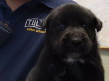WASHINGTON -  Husky and Mixed Breed Dog for Adoption in Tulsa, Oklahoma - WASHINGTON | PetCurious