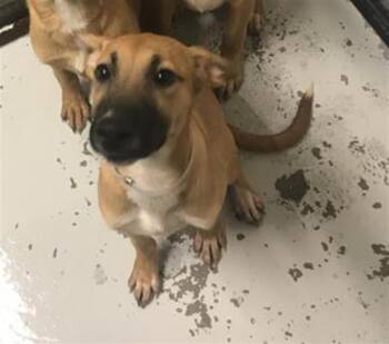 A431435 -  Belgian Shepherd Malinois and Mixed Breed Dog for Adoption in Conroe, Texas - A431435 | PetCurious