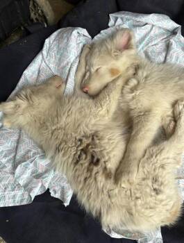 Australian Shepherd Dogs Available for Adoption in Dalworthington Gardens, Texas - Peas (DM) | PetCurious