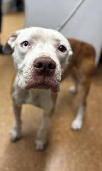 Rescue Pit Bull Terrier and Mixed Breed Dogs for Adoption in Madera, California - Mr. Flaco | PetCurious