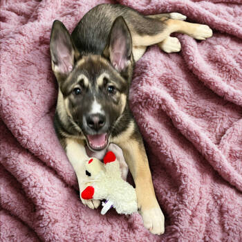 Rescue Akita and Shepherd Dogs for Adoption in Las Vegas, Nevada - Craisin | PetCurious