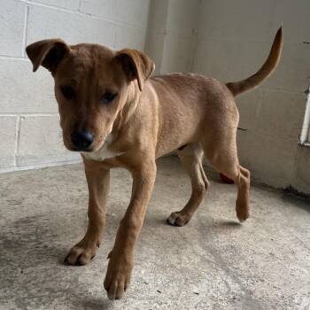 Mixed Breed Dogs Available for Adoption in Loxahatchee Groves, Florida - Simba 5064 | PetCurious