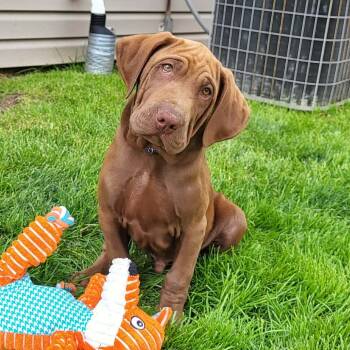 Labrador Retriever and Mixed Breed Dogs Available for Adoption in Shorewood, Illinois - Banjo | PetCurious