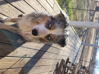 Australian Shepherd Dogs Available for Adoption - Jax | PetCurious