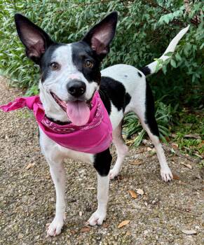 LUNA MOO - BEAUTIFUL GIRL -  Terrier and Cattle Dog Dog for Adoption - LUNA MOO - BEAUTIFUL GIRL | PetCurious