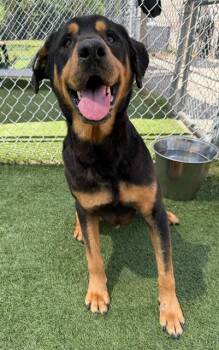 Mixed Breed Dogs Available for Adoption in Columbia, South Carolina - TITAN | PetCurious