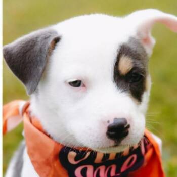 Michael *Arriving 9/26* D12470 -  American Staffordshire Terrier and Beagle Dog for Adoption - Michael *Arriving 9/26* D12470 | PetCurious
