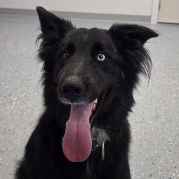 Rescue Husky and Shepherd Dogs for Adoption in Yankton, South Dakota - Clyde | PetCurious