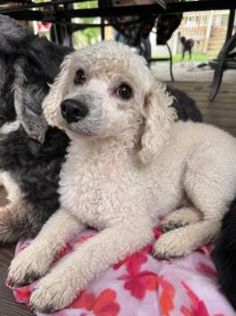 Beckett -  Maltipoo Dog for Adoption - Beckett | PetCurious