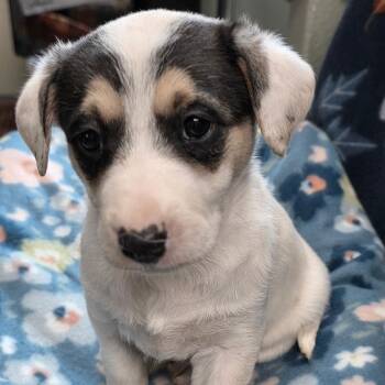 Great Pyrenees Dogs Available for Adoption in Eureka Springs, Arkansas - Somewhere | PetCurious