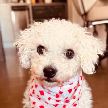 Nesta -  Maltese and Yorkshire Terrier Dog for Adoption in Calgary, Alberta - Nesta | PetCurious