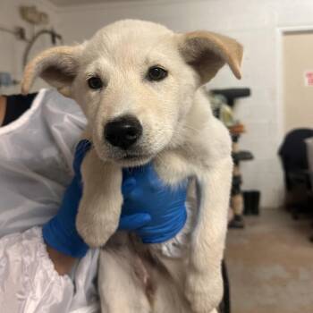 Husky and Shepherd Dogs Available for Adoption in Edinburg, Texas - Trish | PetCurious