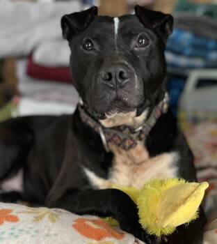 Machomans (FEE SPONSORED) -  American Staffordshire Terrier Dog for Adoption in Portland, Maine - Machomans (FEE SPONSORED) | PetCurious