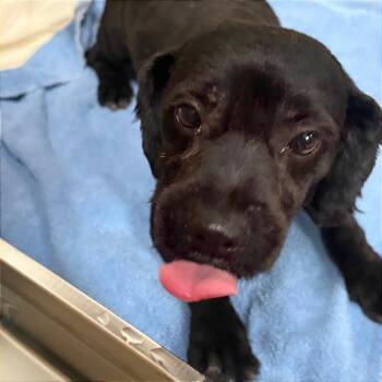 Tom -  Cockapoo and Mixed Breed Dog for Adoption in Tulsa, Oklahoma - Tom | PetCurious