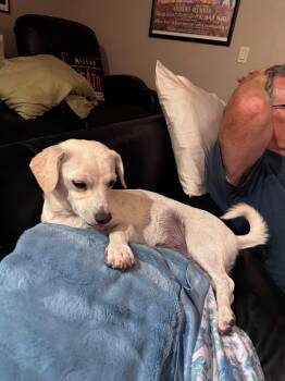 Phoebe -  Chihuahua Dog for Adoption in Coarsegold, California - Phoebe | PetCurious