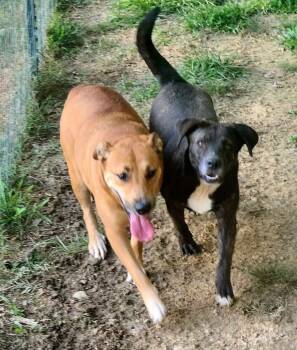 Rescue Collie Dogs for Adoption in Syracuse, New York - Sebastian | PetCurious