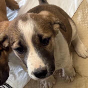 Shepherd and Mixed Breed Dogs Available for Adoption in Flagstaff, Arizona - Spur | PetCurious