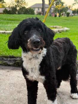 Remington -  Australian Shepherd Dog for Adoption in Valrico, Florida - Remington | PetCurious