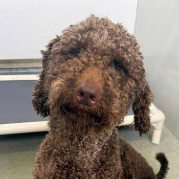 Mocha -  Poodle and Terrier Dog for Adoption in Bloomfield, Connecticut - Mocha | PetCurious