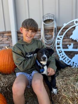 Rescue Border Collie and Black Labrador Retriever Dogs for Adoption in Aiken, South Carolina - Ryan | PetCurious