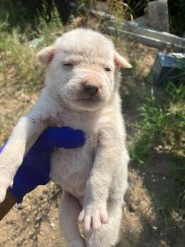 MANGO -  Mixed Breed Dog for Adoption in Dallas, Texas - MANGO | PetCurious