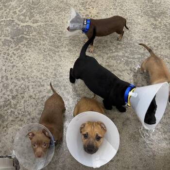 Bermuda -  Chihuahua and Pit Bull Terrier Dog for Adoption in Woodinville, Washington - Bermuda | PetCurious