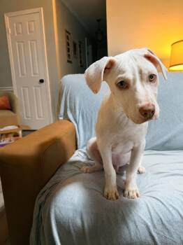 Neyland -  Labrador Retriever and Terrier Dog for Adoption in Medfield, Massachusetts - Neyland | PetCurious