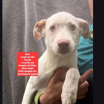 Moxi -  Corgi and Labrador Retriever Dog for Adoption in Oviedo, Florida - Moxi | PetCurious