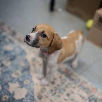 Bell -  Hound and Mixed Breed Dog for Adoption in Pawling, New York - Bell | PetCurious
