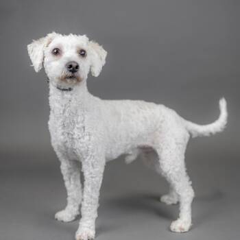 Dale -  Terrier and Poodle Dog for Adoption in Portland, Oregon - Dale | PetCurious