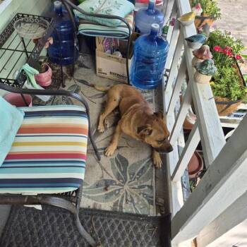 American Staffordshire Terrier Dogs Available for Adoption in San Antonio, Texas - ZENO | PetCurious