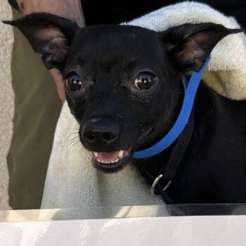 Uno -  Chihuahua Dog for Adoption in San Gabriel, California - Uno | PetCurious